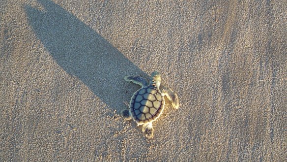 A flatback turtle hatchling on a WA beach. 