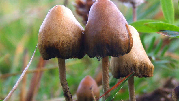 A bid to decriminalise "magic mushrooms" looked set to fail but now appears to have succeeded with the slimiest of margins.
