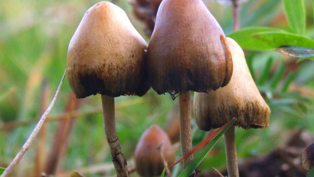 A bid to decriminalise "magic mushrooms" in Denver appears set to fail.