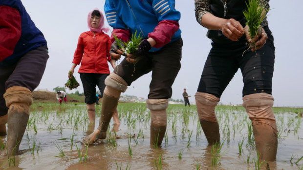North Korean farmers plant rice seedlings in a field at the Sambong Cooperative Farm, South Pyongan Province, in May.
