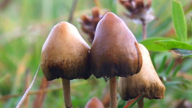 The hallucinogenic mushroom Psilocybe semilanceata (Fr.) photographed in Sweden.