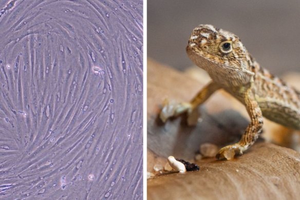 Cryopreserved cells of the Victorian grassland earless dragon (left), next to a live specimen. The lizards were feared extinct for 50 years before their rediscovery.