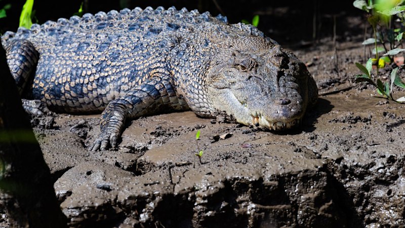 Why the horrific crocodile enclosure incident at Johnsons of Old Hurst changes everything about zoo security
