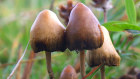 Psilocybin is the active ingredient in magic mushrooms. 