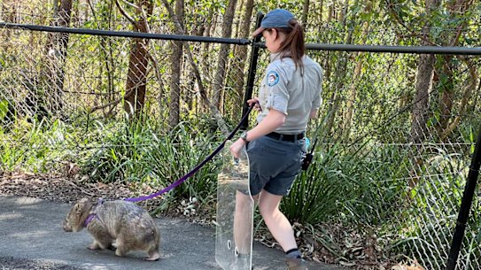 Billy the common wombat taking a walk at Walkabout Creek Discovery Centre, Enoggera Reservoir.