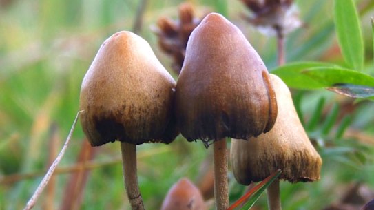 Psilocybin is the active ingredient in magic mushrooms. 