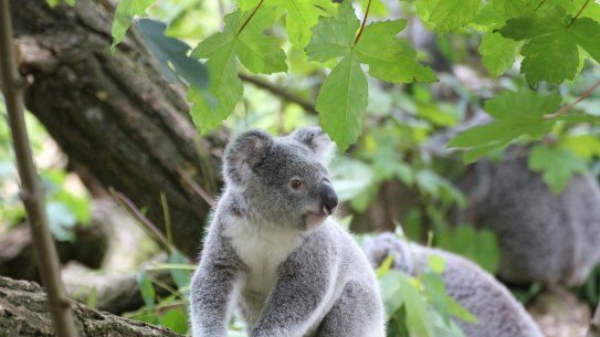 Poo transplants are helping koalas to eat a wider range of leaves and possibly survive habitat loss.