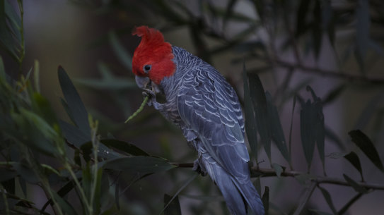 The gang gang cockatoo has joined the ranks of Australian endangered species.