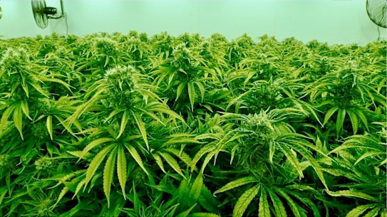 ASX-listed Cann Group is in a trading halt. 