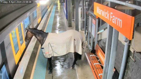 A horse shocked late-night passengers by trotting into a Sydney train station during last weekend’s downpours.