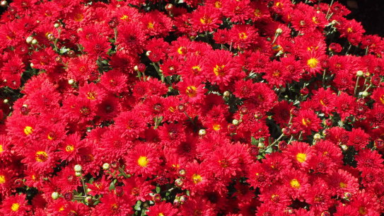 Chrysanthemums - don’t unfairly malign them.