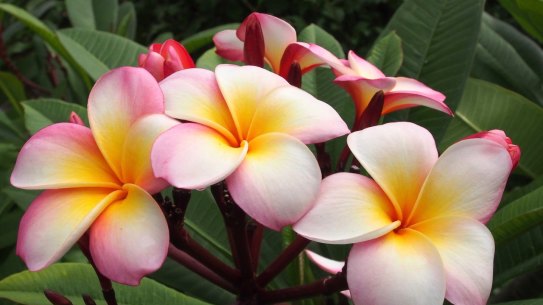 It’s been a rough winter for frangipani flowers.