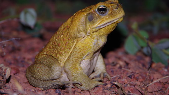 Researchers say cane toad tadpoles’ cannibalistic behaviour is “not normal” and instead a reaction to the harsh Australian environment.