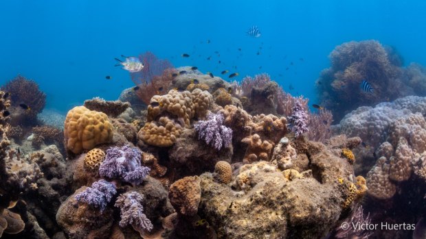 Shades of grey: how coral bleaching is affecting fish colours too