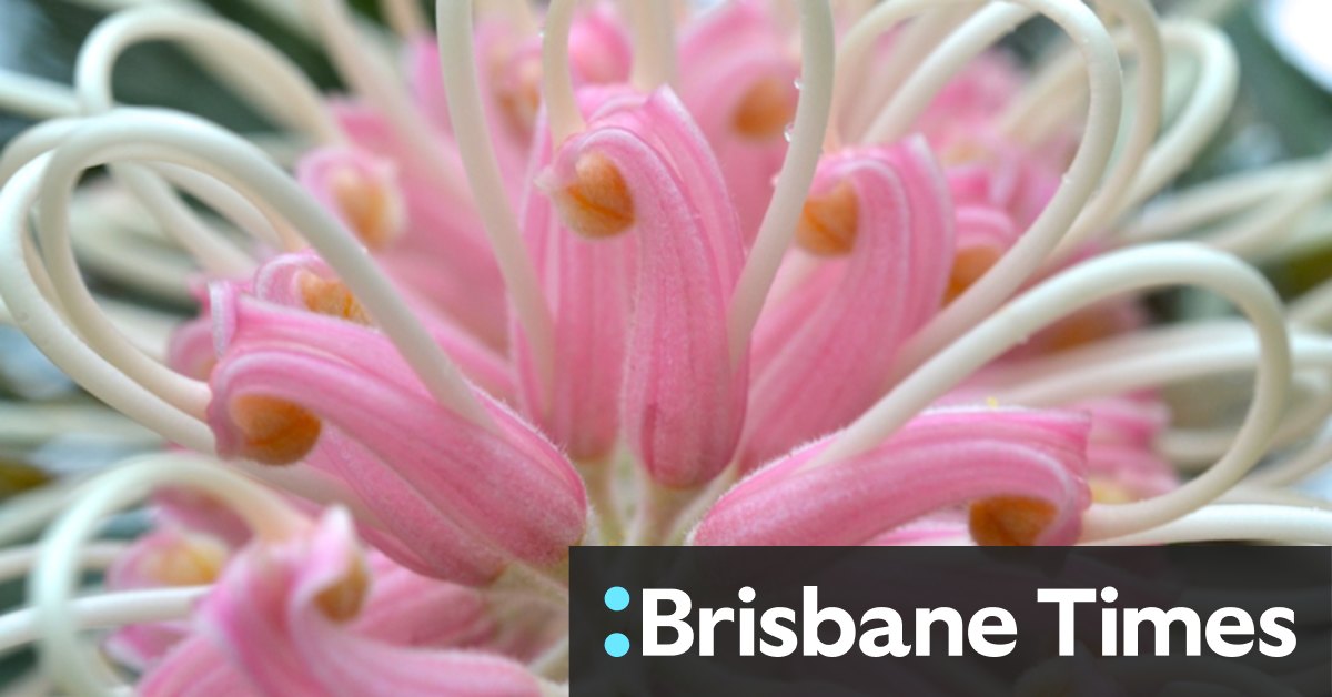 Grevilleas: How to care for the tropical feature plant - Vimarsana News