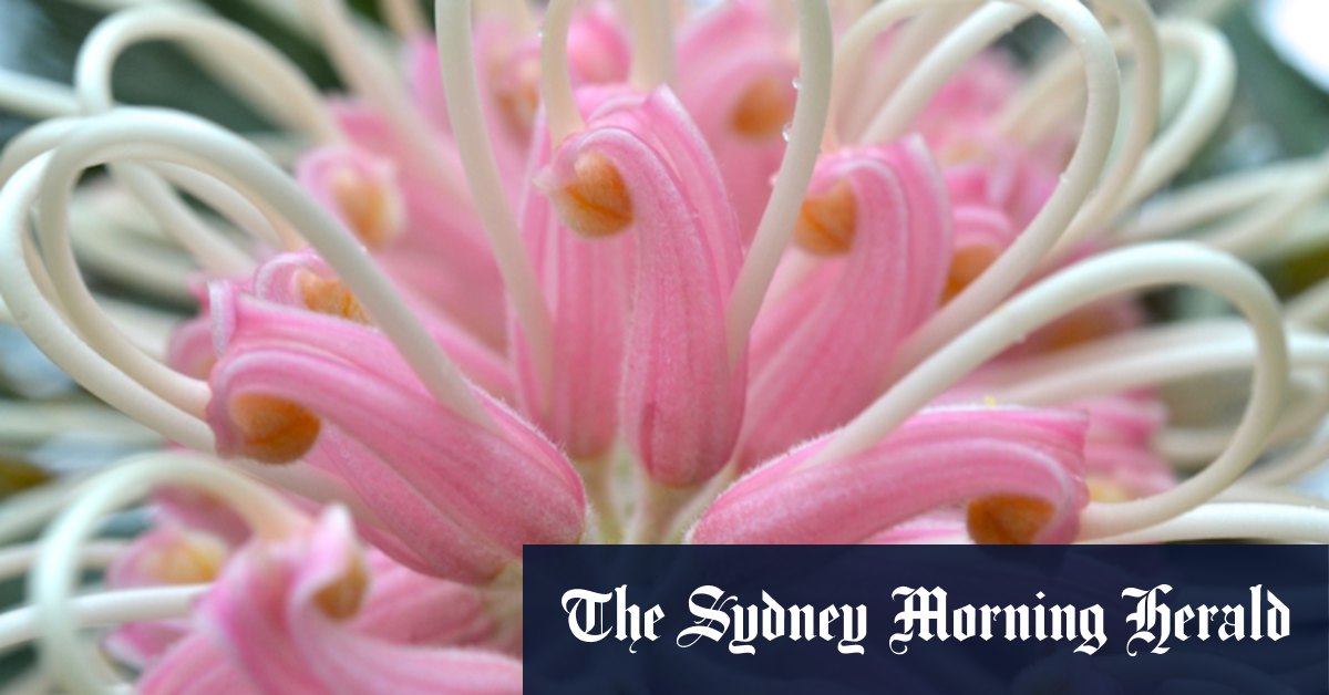 Grevilleas: How to care for the tropical feature plant - Vimarsana News