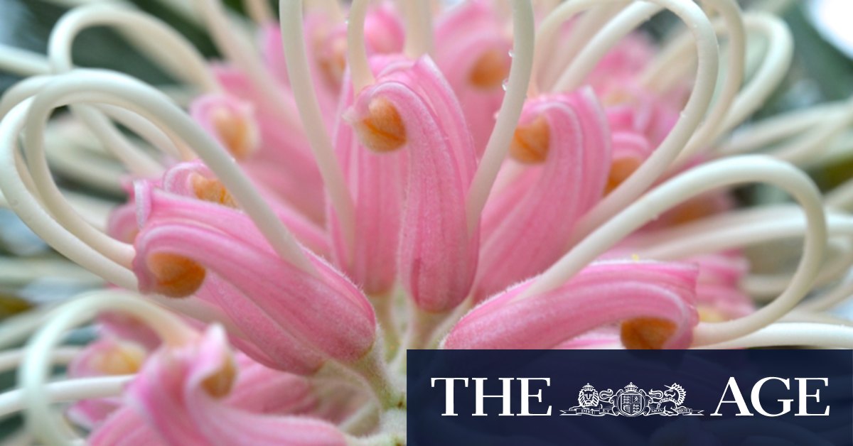 Grevilleas: How to care for the tropical feature plant - Vimarsana News