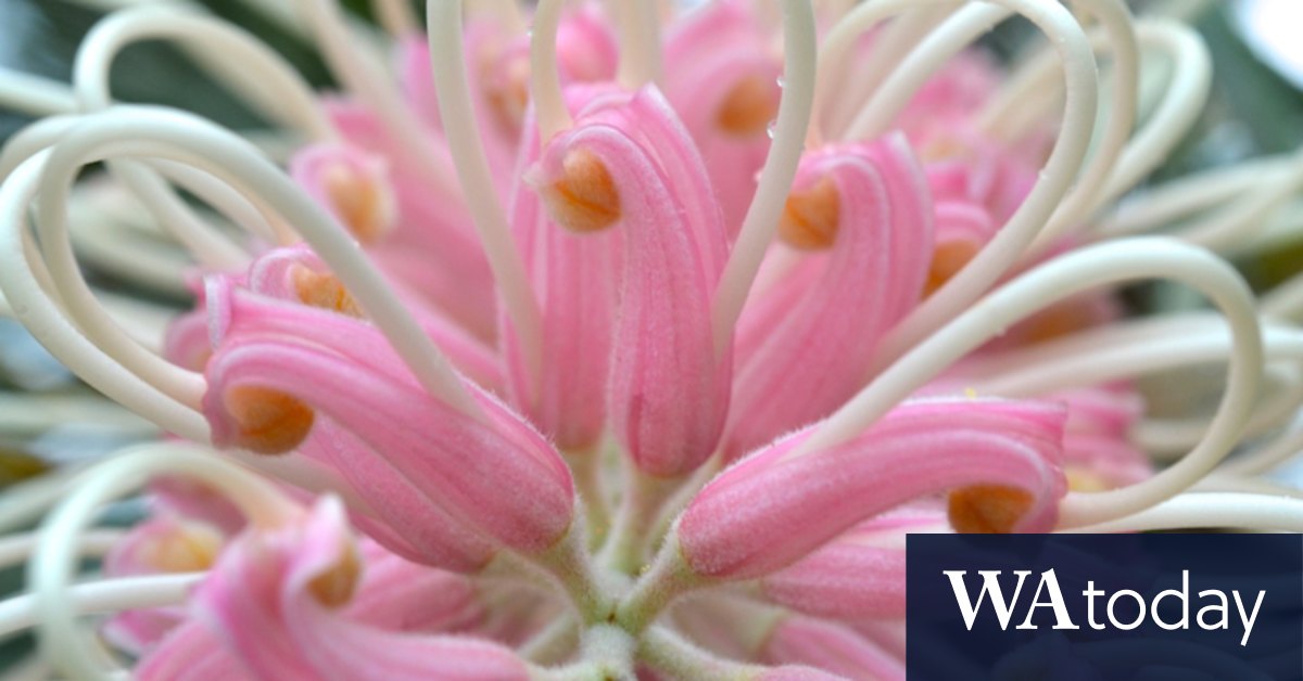 Grevilleas: How to care for the tropical feature plant - Vimarsana News