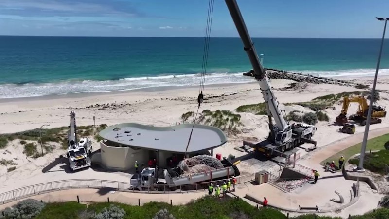 Whale carcass finally removed from City Beach