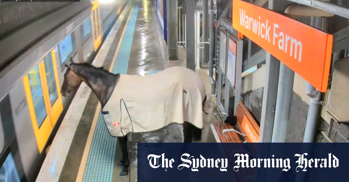 Wrong kind of track: Escaped racehorse shocks commuters on Sydney train platform