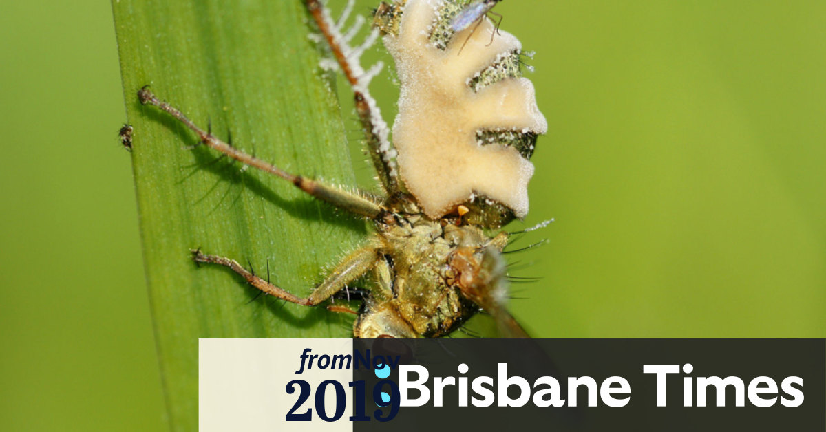 This fungus turns flies into zombies. Then it starts making cannons