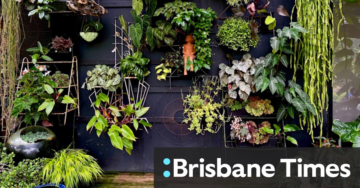 Living Edge: Central Coast duo using junk to highlight rare tropical plants - Vimarsana News