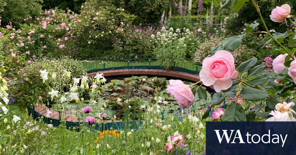 Gardening: The best self-seeding annual plants for your garden - Vimarsana News