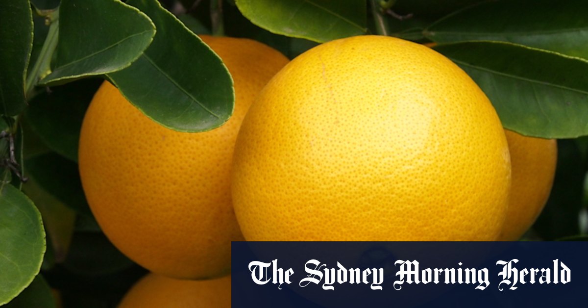How to grow an orange tree no matter the size of your space - Vimarsana News