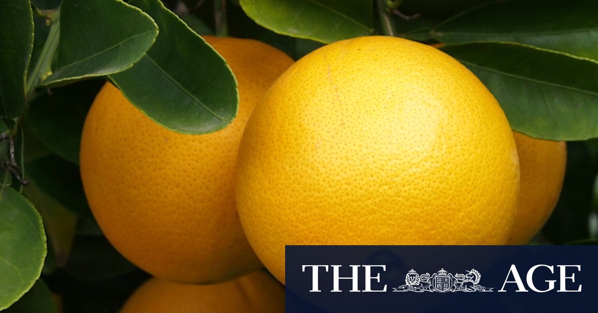 How to grow an orange tree no matter the size of your space - Vimarsana News
