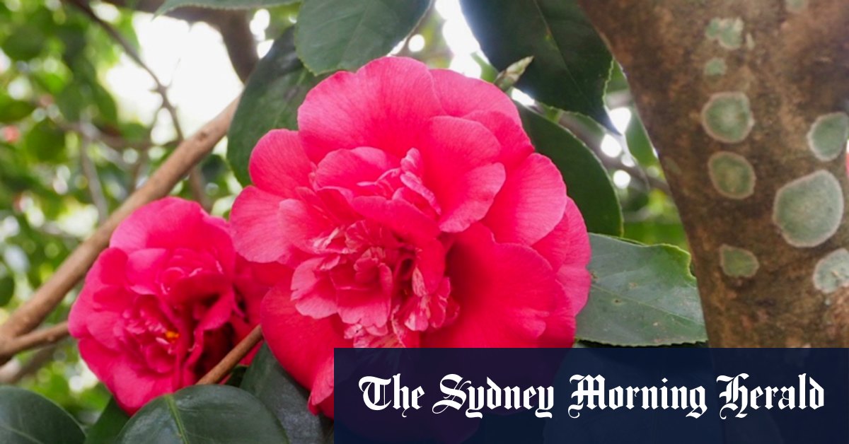 One of the world's most significant camellias is in ... Hornsby - Vimarsana News