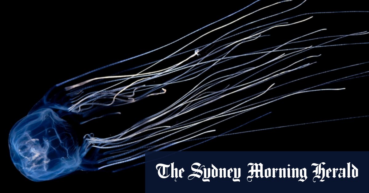 Queensland teenager dies from box jellyfish sting in first fatality from the animal in 15 years ...