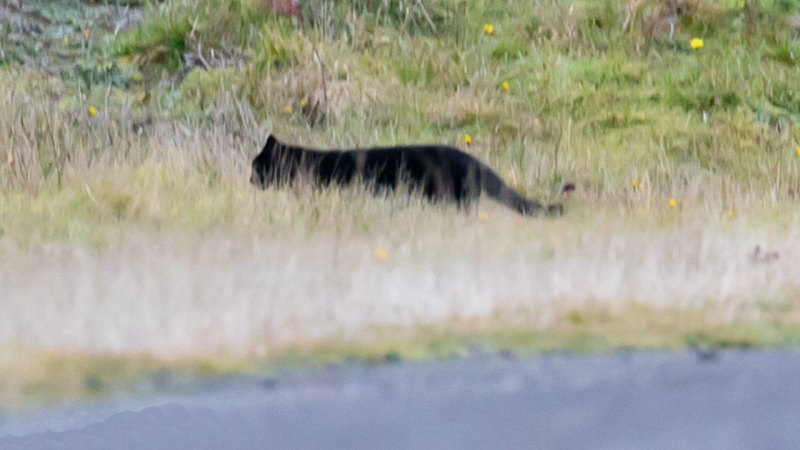 Giant top feral cat
