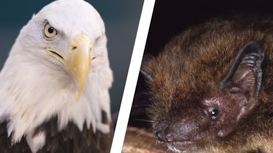 A bald eagle and a Christmas Island pipistrelle bat.