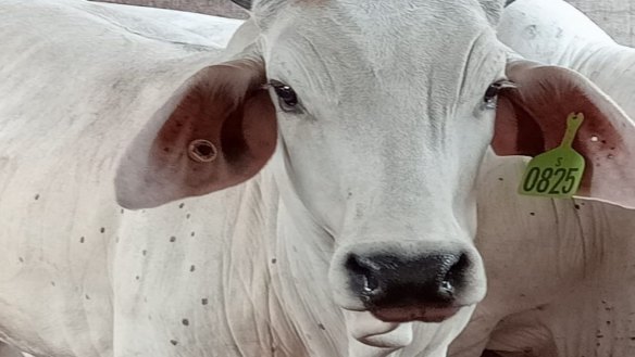 A photograph of one of the 13 Australian cattle which tested positive to lumpy skin disease.