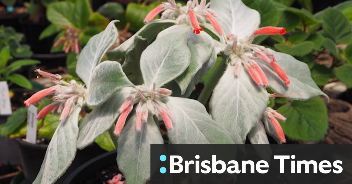 Rare plant sales Sydney - Vimarsana News
