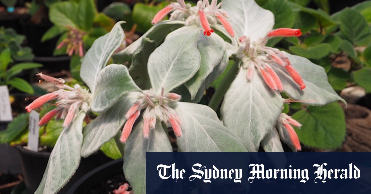 Rare plant sales Sydney - Vimarsana News