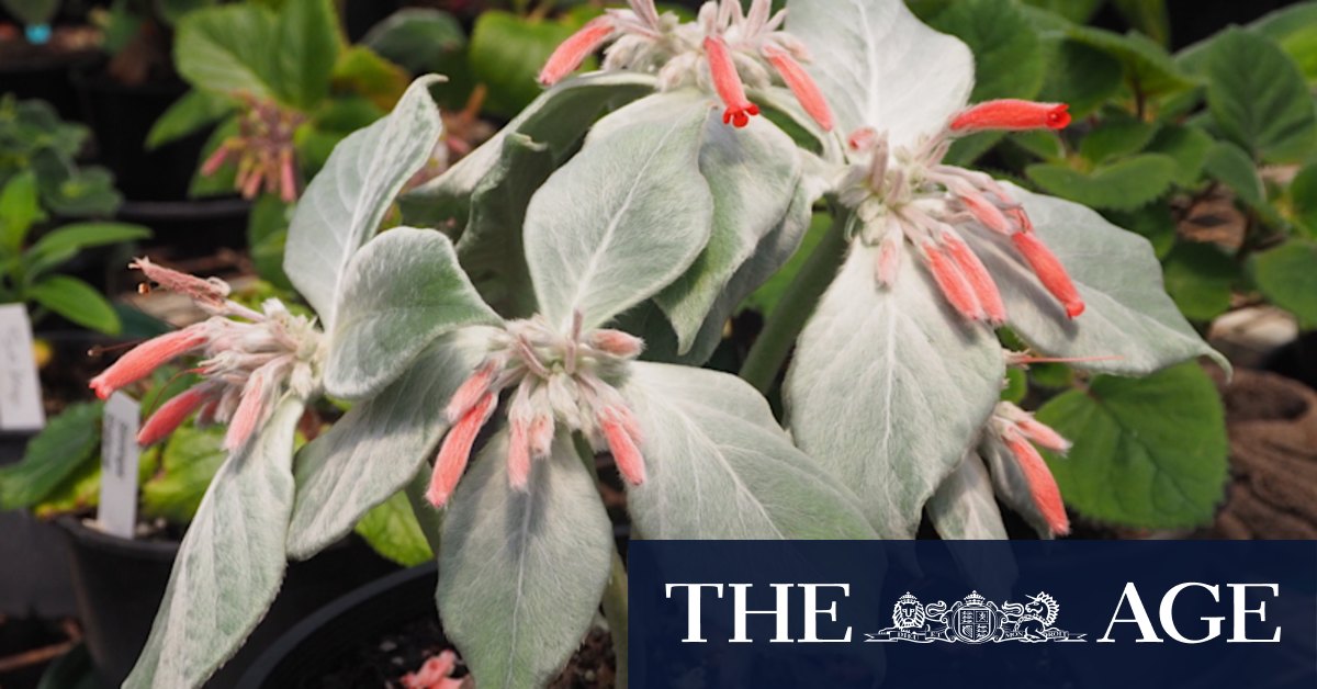 Rare plant sales Sydney - Vimarsana News
