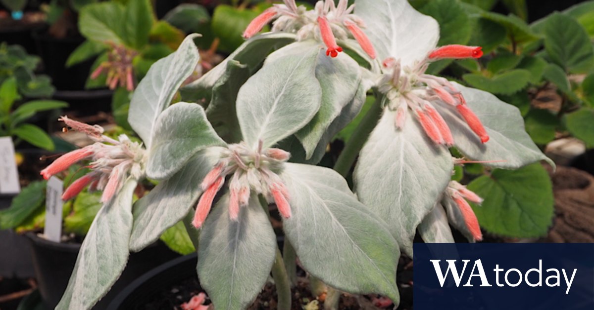 Rare plant sales Sydney - Vimarsana News