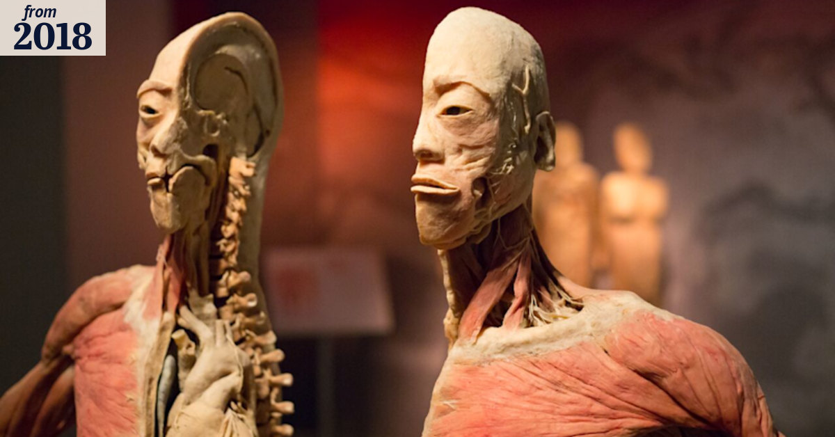 Real Bodies: Parliamentary report calls for ban on human tissue ...