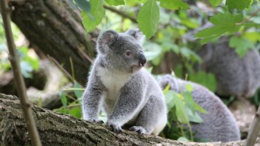 Poo transplants are helping koalas eat a wider range of leaves and possibly survive habitat loss.