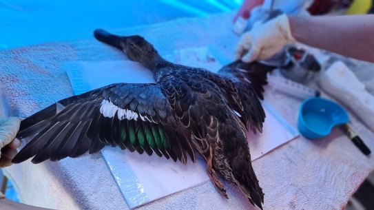 An endangered blue-winged shoveler duck- being examined by a Wildlife Victoria vet. It was later euthanised. 