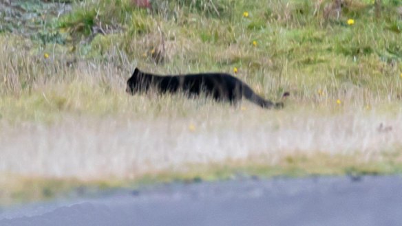The large cat Amber Noseda saw in early June.