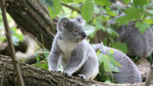 Poo transplants are helping koalas eat a wider range of leaves and possibly survive habitat loss.