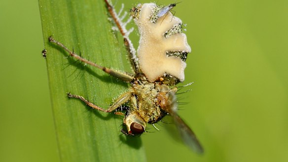 The fungus kills the fly and then grows out of its abdomen.