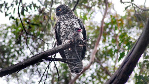 A powerful owl holding a rat. 