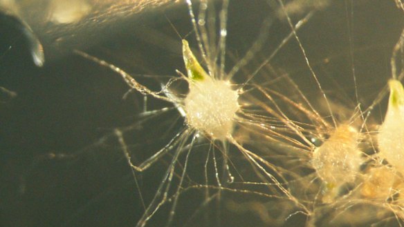 The early stage of seedling development. The orchid's "fungal partner" enters the seed through the hairs, and the orchid digests the fungi to gain nutrition. Getting the balance of nutrients and media right is critical; if the scientists get it wrong, the fungal partner will instead act as parasite and 'eat' the seedling. 