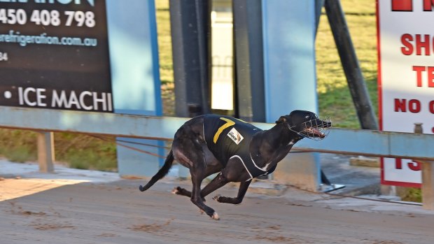 Greyhound Racing NSW said the survey was intended to be a five-year, post re-opening review of industry participants.