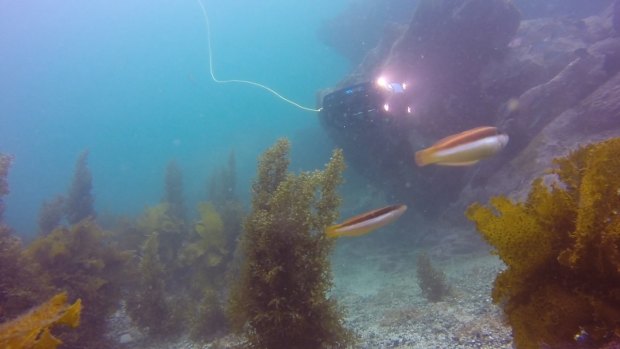 ROV (a remotely operated underwater robot submarine) explores Batemans Bay.