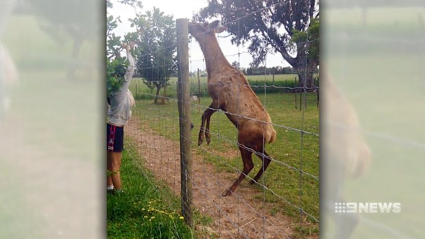 The pet deer was destroyed by police.