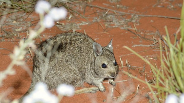 The tiny banded hare wallaby is endangered and lives on Western Australian islands.